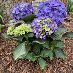 Meet your Posher, Runa